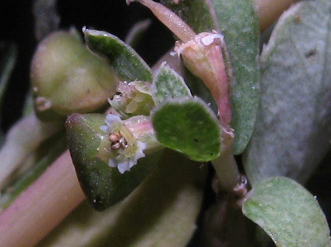 Detailed Picture 3 of Euphorbia serpillifolia var. serpillifolia