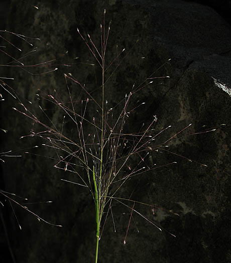 Detailed Picture 3 of Muhlenbergia asperifolia
