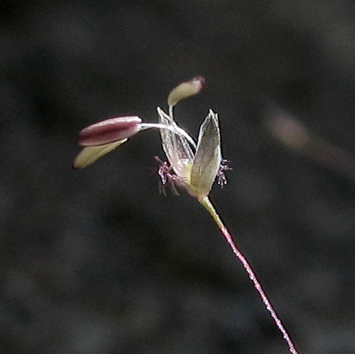 Detailed Picture 1 of Muhlenbergia asperifolia