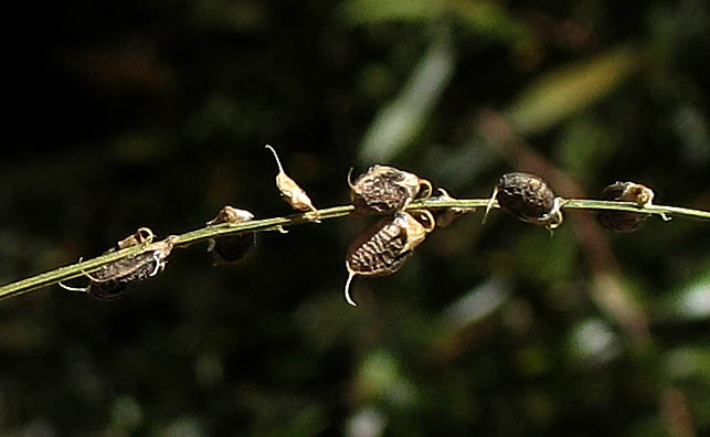 Detailed Picture 6 of Melilotus albus