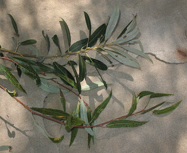 Detailed Picture 9 of Salix laevigata