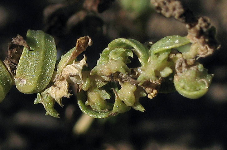 Detailed Picture 3 of Atriplex serenana