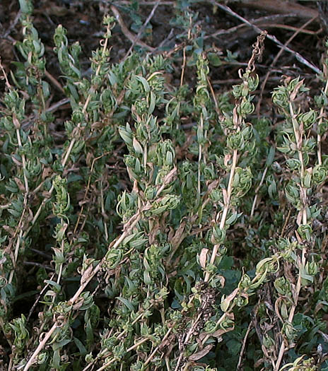 Detailed Picture 6 of Atriplex serenana