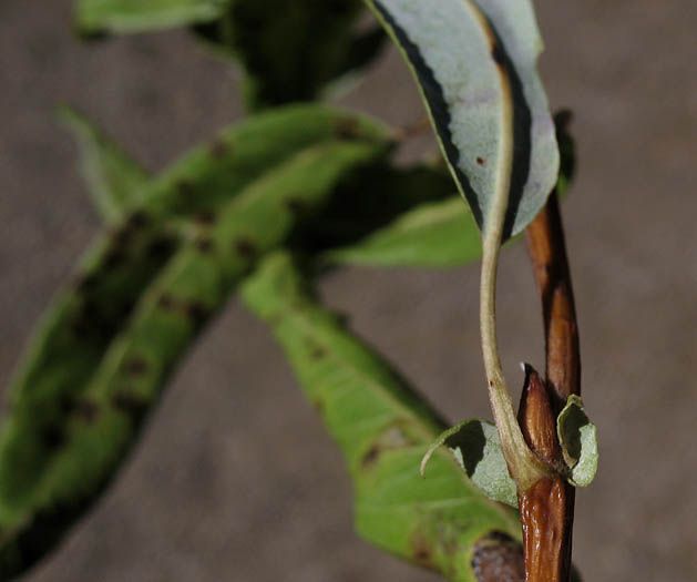 Detailed Picture 6 of Salix laevigata