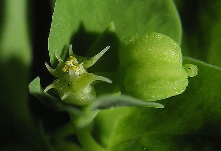 Detailed Picture 2 of Euphorbia peplus