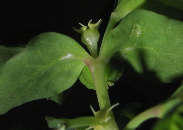 Detailed Picture 3 of Euphorbia peplus