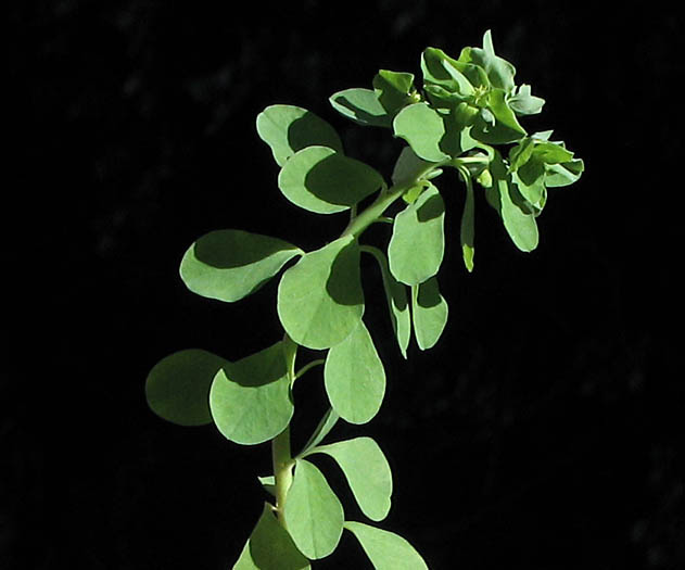 Detailed Picture 4 of Euphorbia peplus