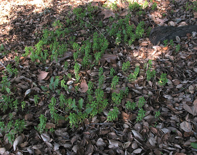Detailed Picture 6 of Euphorbia peplus