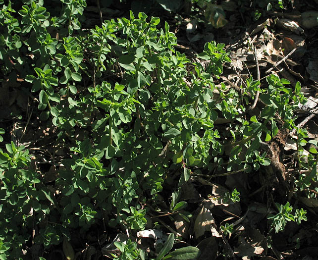 Detailed Picture 5 of Euphorbia peplus