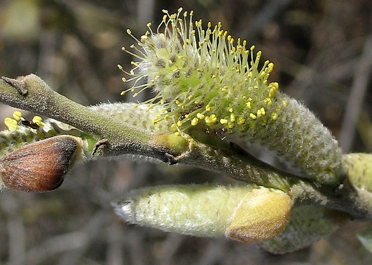 Detailed Picture 3 of Salix lasiolepis