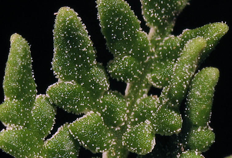 Detailed Picture 4 of Notholaena californica
