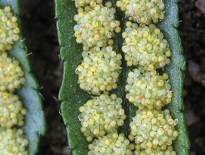 Detailed Picture 5 of Polypodium californicum