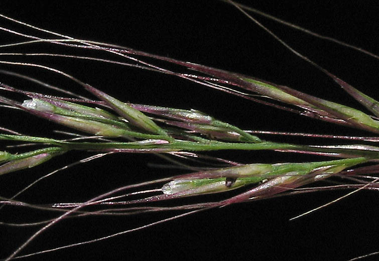 Detailed Picture 2 of Muhlenbergia microsperma