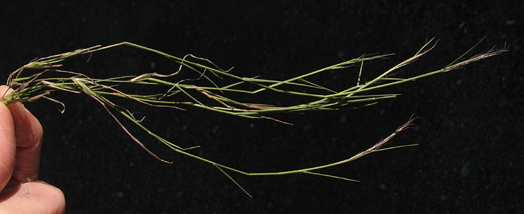 Detailed Picture 5 of Muhlenbergia microsperma