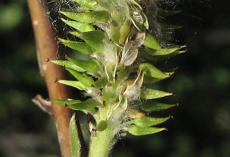 Detailed Picture 8 of Salix laevigata