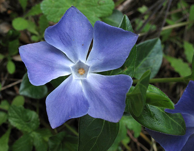 Detailed Picture 1 of Vinca major