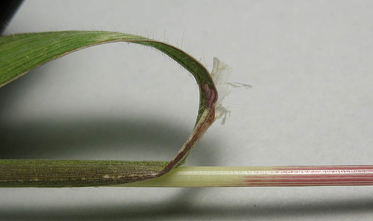 Detailed Picture 4 of Bromus diandrus