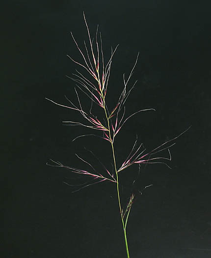 Detailed Picture 1 of Muhlenbergia microsperma