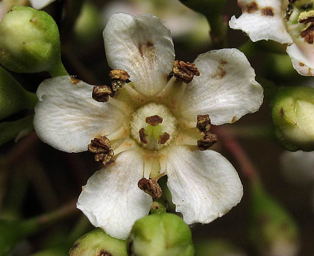 Detailed Picture 1 of Heteromeles arbutifolia