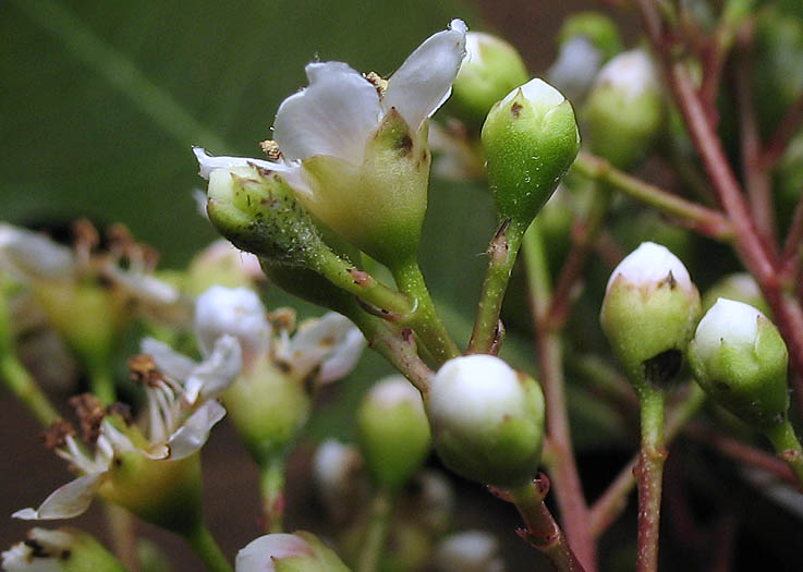 Detailed Picture 2 of Heteromeles arbutifolia