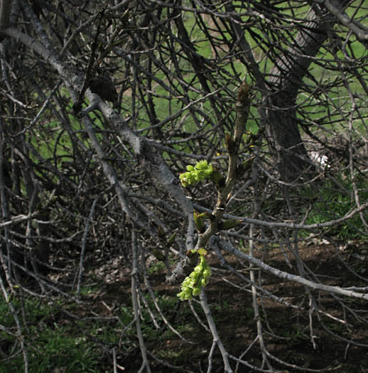 Detailed Picture 6 of Populus fremontii ssp. fremontii