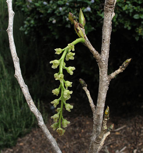 Detailed Picture 1 of Populus fremontii ssp. fremontii