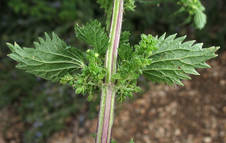 Detailed Picture 4 of Urtica urens