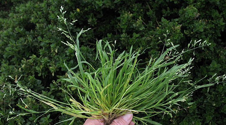 Detailed Picture 5 of Poa annua
