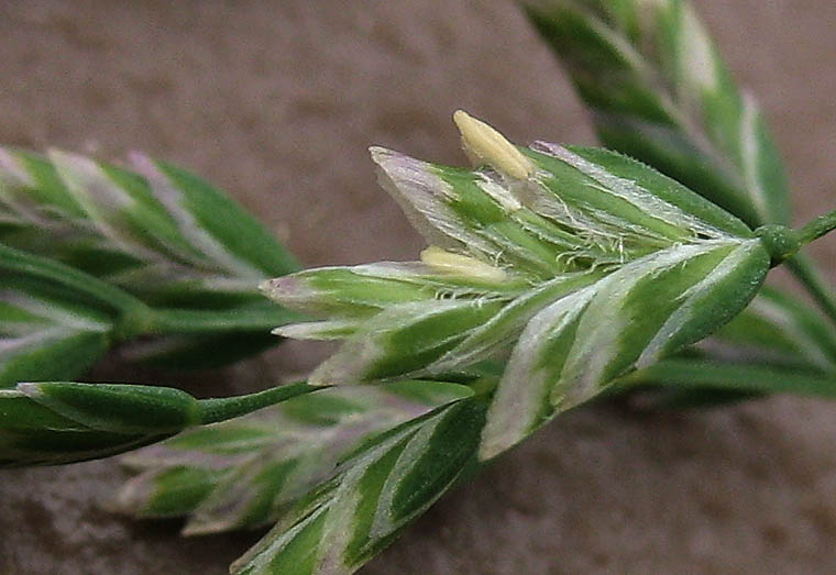 Detailed Picture 2 of Poa annua