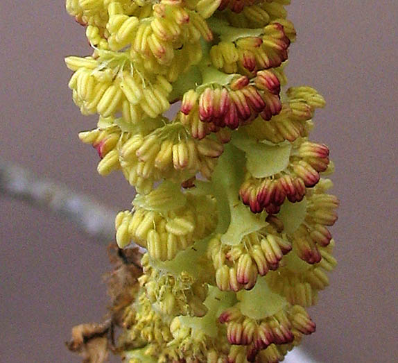 Detailed Picture 5 of Populus fremontii ssp. fremontii