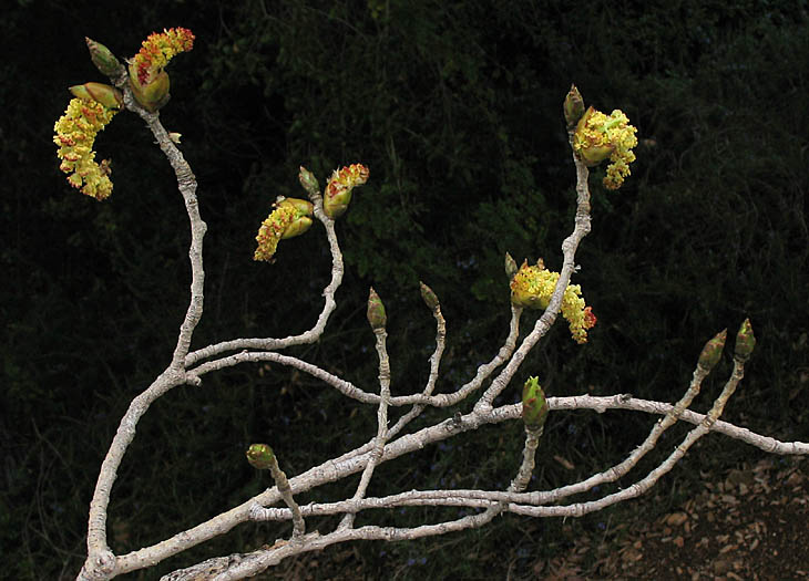 Detailed Picture 4 of Populus fremontii ssp. fremontii
