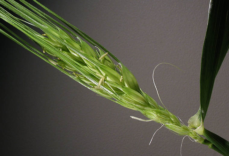 Detailed Picture 1 of Hordeum vulgare