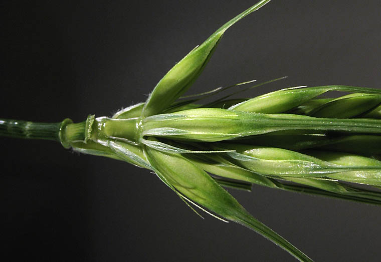 Detailed Picture 3 of Hordeum vulgare
