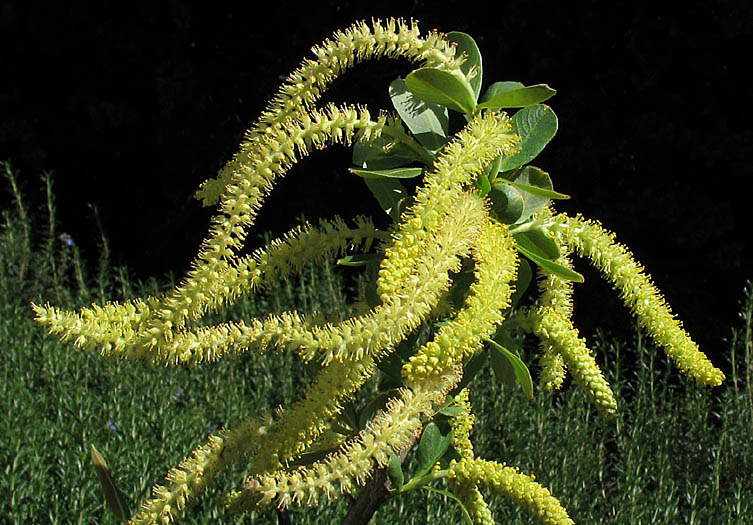 Detailed Picture 2 of Salix laevigata