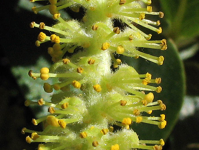 Detailed Picture 1 of Salix laevigata
