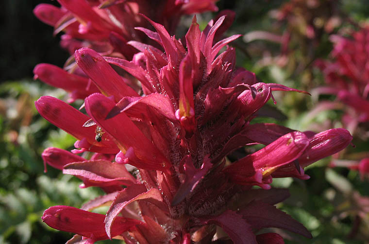 Detailed Picture 2 of Pedicularis densiflora