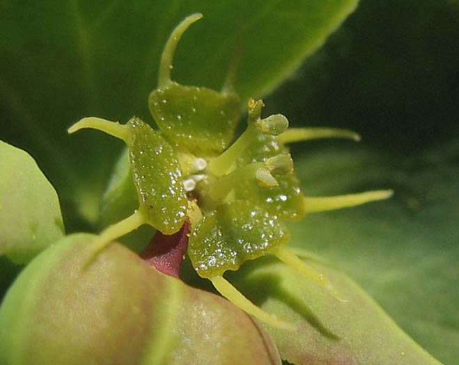 Detailed Picture 1 of Euphorbia terracina