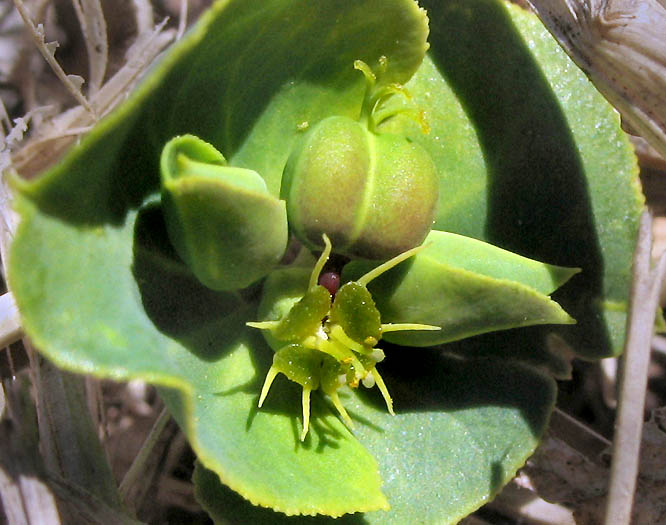 Detailed Picture 2 of Euphorbia terracina