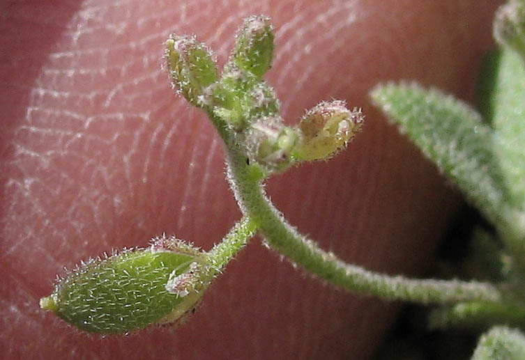 Detailed Picture 5 of Draba cuneifolia