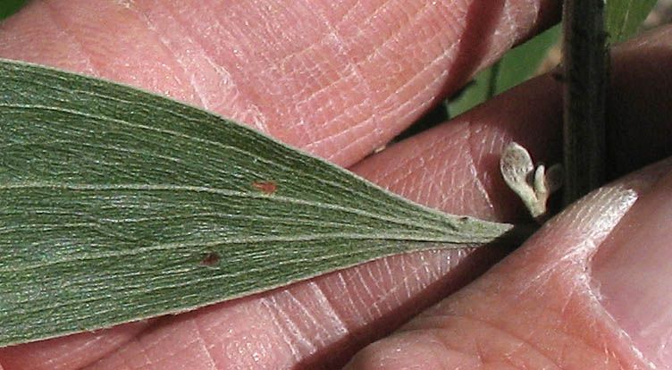 Detailed Picture 6 of Acacia melanoxylon