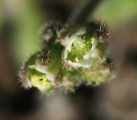Detailed Picture 2 of Draba cuneifolia