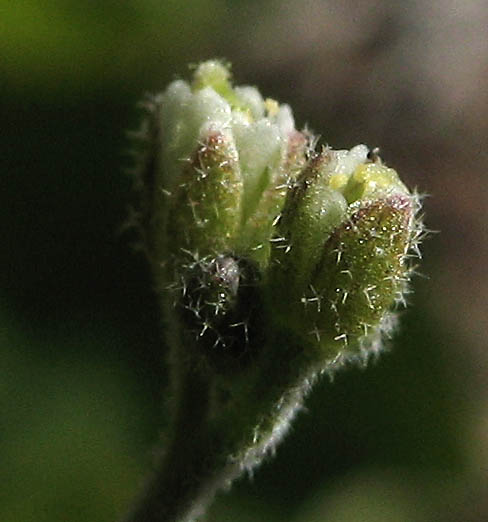 Detailed Picture 1 of Draba cuneifolia