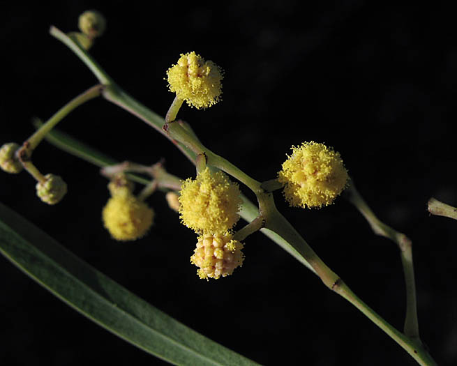 Detailed Picture 2 of Acacia retinodes