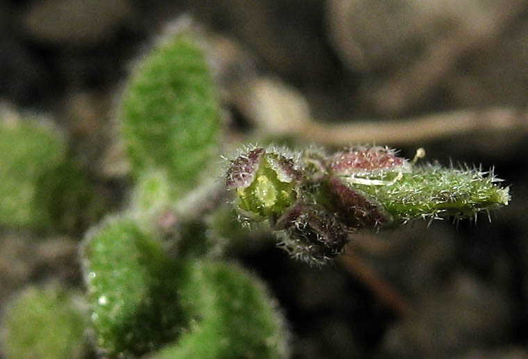 Detailed Picture 3 of Draba cuneifolia