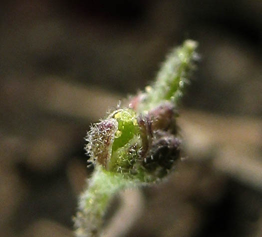 Detailed Picture 4 of Draba cuneifolia