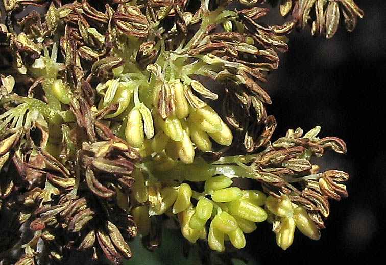 Detailed Picture 1 of Fraxinus velutina