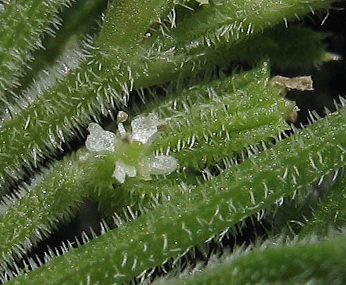 Detailed Picture 1 of Yabea microcarpa