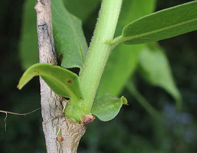 Detailed Picture 5 of Salix gooddingii