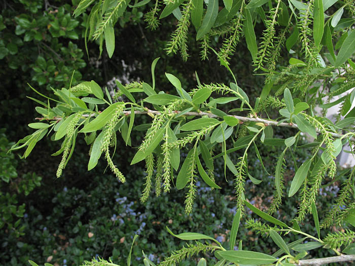 Detailed Picture 3 of Salix gooddingii