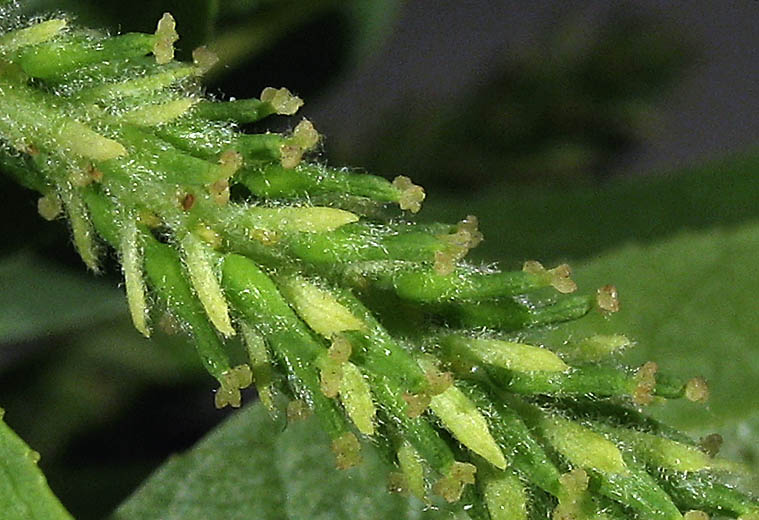 Detailed Picture 2 of Salix gooddingii